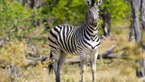 Животни, които не могат да бъдат опитомени или опитни